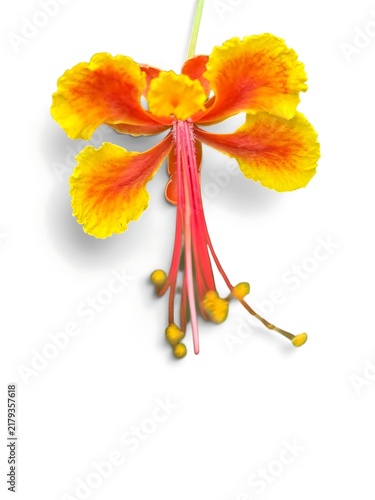 A vibrant orange and yellow peacock flower with long red stamens
