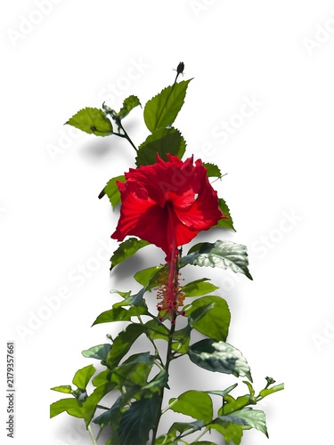 A vibrant red hibiscus flower on a stem with green leaves