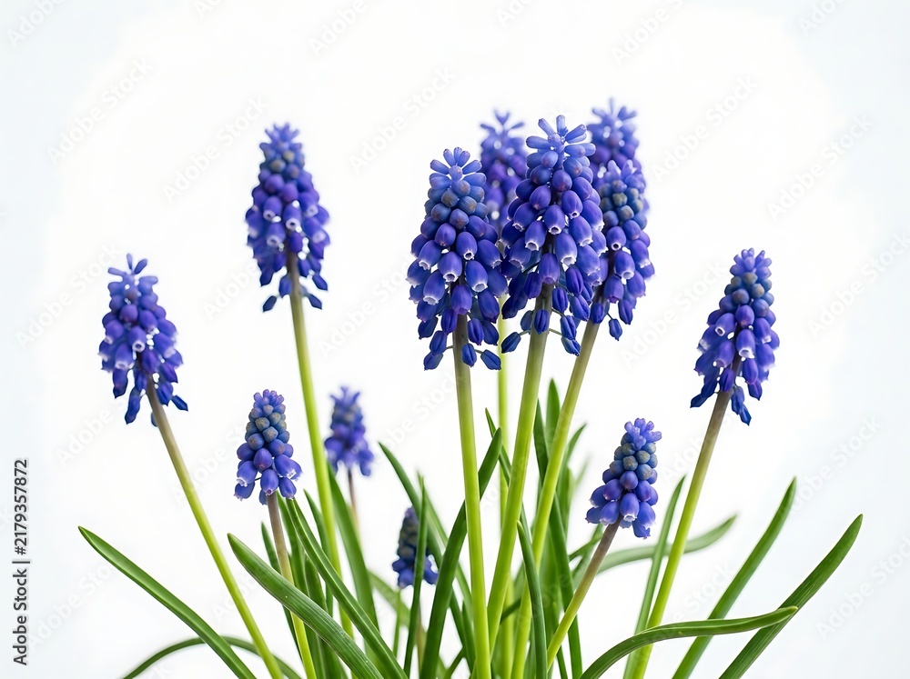 Obraz premium A vibrant and captivating close up photograph showcases a stunning cluster of deep blue grape hyacinths their delicate forms illuminated against a pristine