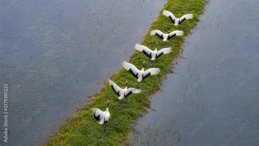 Fototapeta premium Red-crowned Crane Flock in Flight Formation