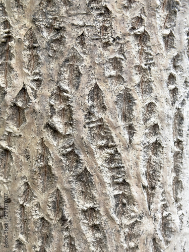 white bark close up texture