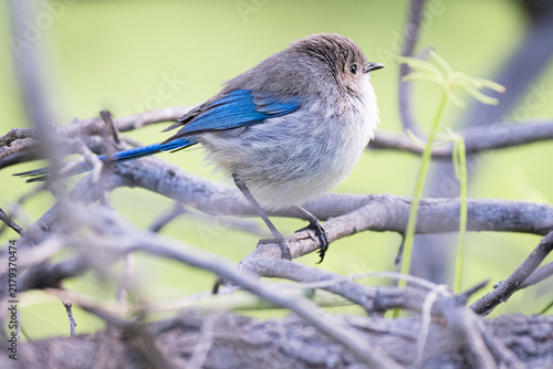 Foto A female Splendid Fairywren perched on a thin branch, showing soft brown and grey plumage with bright blue tail feathers