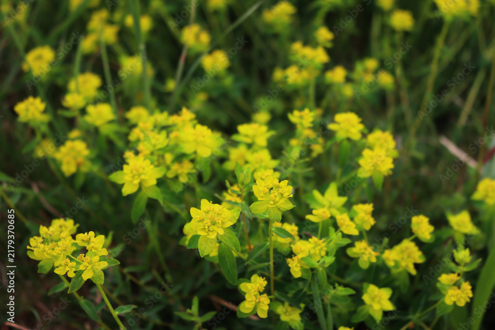Fototapeta premium Green and yellow flowers of wild Euphorbia plants in the meadow on springtime