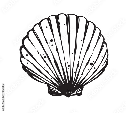 Seashell line art vector illustration. Black and white contour drawing of sea shell isolated on white background.