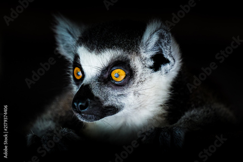 Картината върху платно Extreme close-up of a ring-tailed lemur's amber-colored eyes, portrait with high