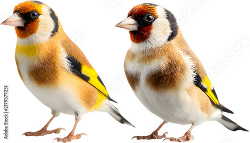 Pair of Colorful European Goldfinch Birds Perched and Isolated on Pure White Background