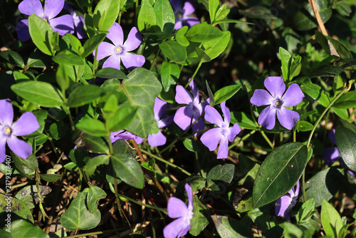 Canvas Print Close-up of many lilac periwinkle flowers on springtime on a sunny day