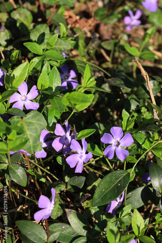 Canvas Print Close-up of many lilac periwinkle flowers on springtime on a sunny day