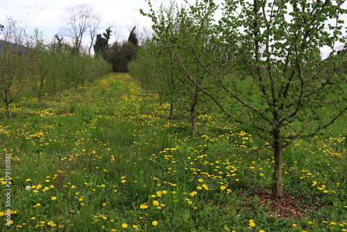 Hazel tree plantation on springitme with many yellow dandelions in bloom  in the italian countryside. Corylus avellana