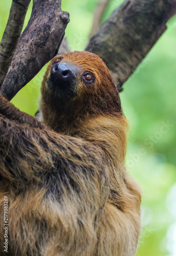 Принти на полотні Slow life: A heartwarming close-up of a two-toed sloth clinging to a tree trunk