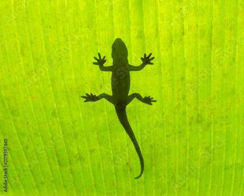 Canvas Print Gecko Silhouette on Green Leaf Backlight