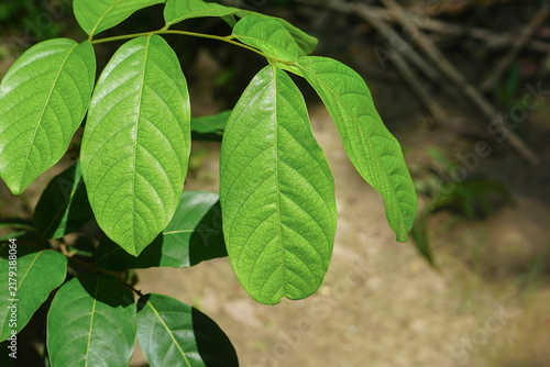 Fresh green leaves of the rambutan plant