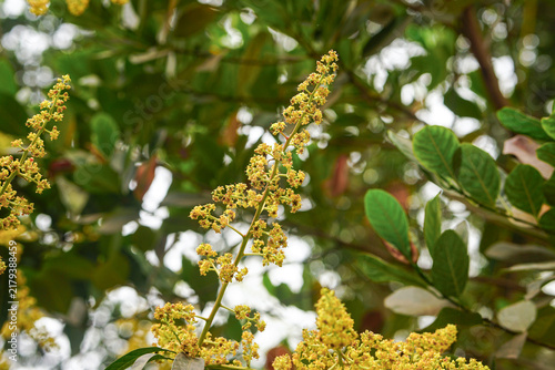 Yellow mango flower clusters in full bloom
