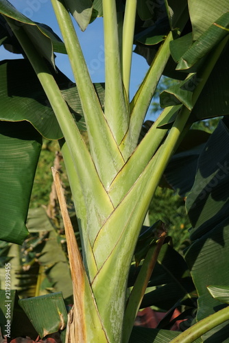 Photography Close-up of the interlocking sheath stems forming the pseudostem trunk of a young banana plant