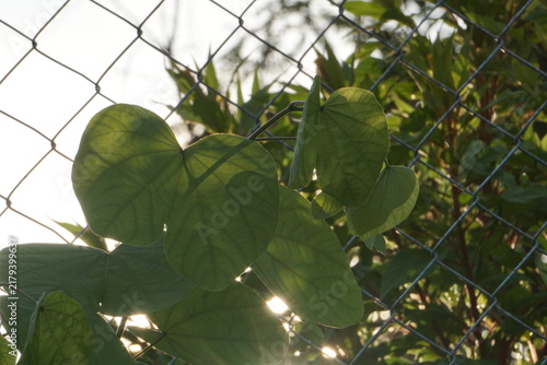 Принти на полотні Symmetrical, heart-shaped green leaves of a Bauhinia climber winding along a wire mesh fence with soft ambient backlight