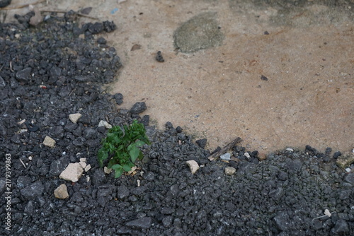 Fotografía High-angle shot of a singular green weed sprout taking root amidst dark crushed stones and cracked asphalt gravel