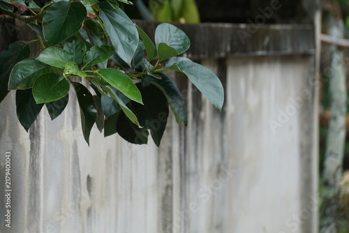 Bild auf Leinwand Glossy ovate tree leaves hanging gently in the upper frame against a textured, weathered boundary wall with dark rain stains