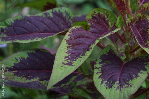 Fotografía Close-up view of textured red amaranth leaves displaying vibrant burgundy-purple pigmentation framed by bright green margins