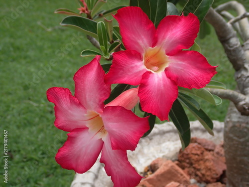 ピンク色のアデニウムの花　