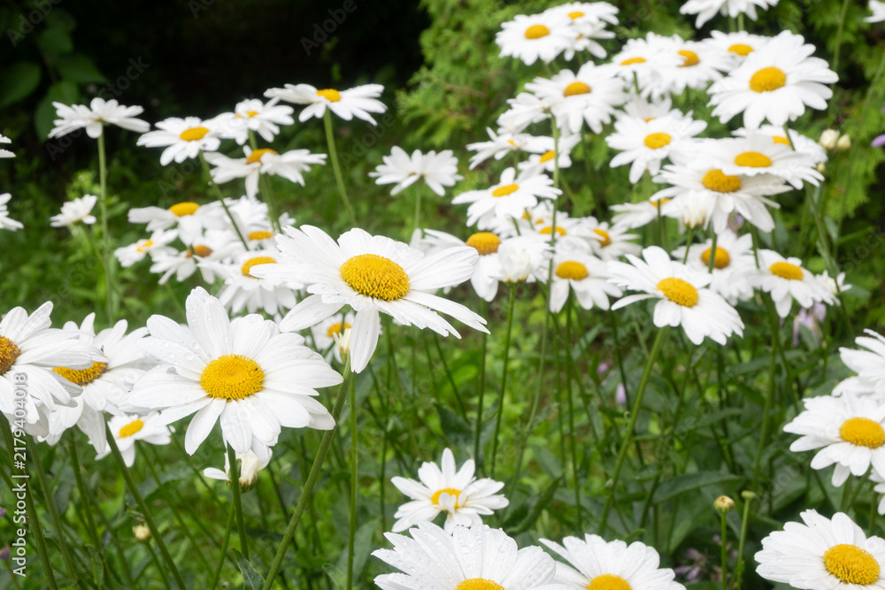 Fototapeta premium A dense patch of white daisies growing in a wet meadow after heavy rain. Water droplets and bright yellow centers make this a vibrant summer flower field.