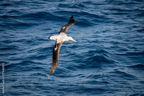 Fotografie Albatross gliding low over blue ocean waves