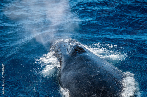 Foto Humpback whale surfacing with misty blow spray