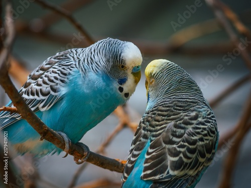 Fotografía Close-up of two blue and yellow budgerigars perched on tree branches interacting fondly