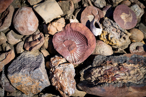 Konstfotografi Ammonite fossil near Nordenskjold hut Snow Hill