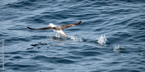 Konstfotografi Albatross running across the water to take off