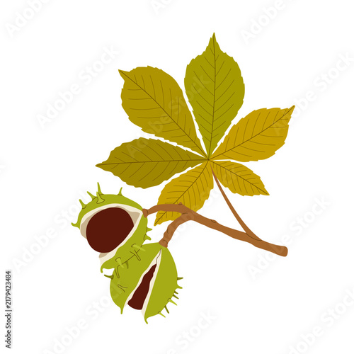 Autumn chestnut branch with golden leaves and ripe horse chestnuts in green spiky shells, isolated on white background.