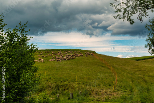 Foto Sheep flock grazing on windswept green hillside beneath dark storm clouds, with