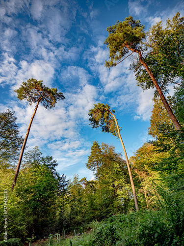 Bäume im spätsommerlichen Wald
