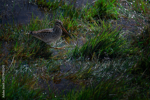 Фотография A well-camouflaged common snipe searches for food among vibrant green marsh grass