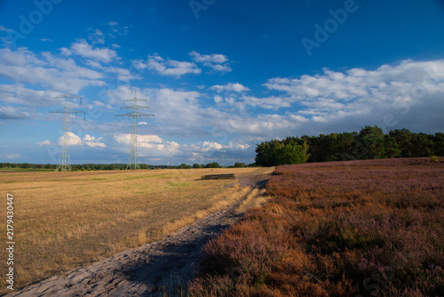Blühende Besenheide (Calluna vulgaris) neben trockener Landschaft mit Hochspannungsleitungen und Windrädern. Kontrast zwischen Natur, Trockenheit und Energieinfrastruktur.