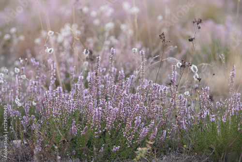 Blühende Besenheide (Calluna vulgaris) zwischen Gräsern und Wollgras (Eriophorum) in einer naturnahen Heidelandschaft. Zarte Spätsommervegetation in sanften Farben.