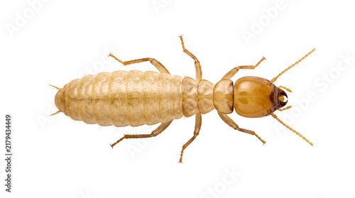 Pale termite isolated on transparent background showing elongated soft body and segmented anatomy for entomology reference and pest identification use