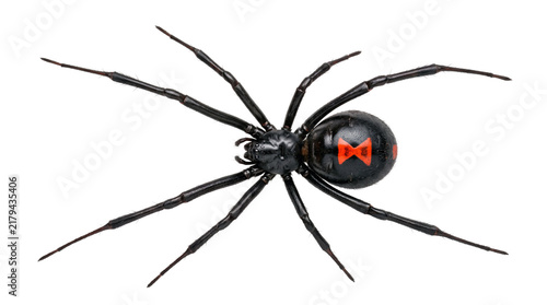 Black widow spider dorsal view with red hourglass marking isolated on transparent background for entomology, hazard identification and scientific research