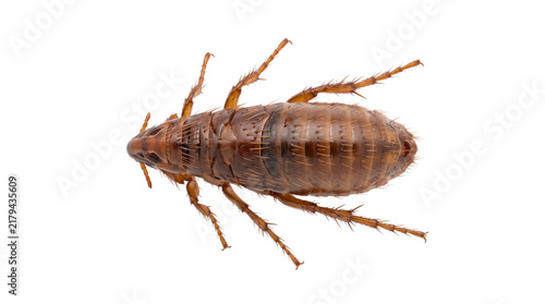 Dorsal view of brown wingless parasite like insect isolated on transparent background, close up studio view showing flattened segmented body and legs