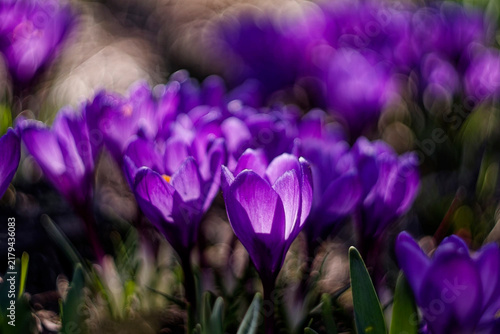 Rich purple crocus flowers with vibrant sunlight through petals, artistic macro of spring saffron with deep shadows and intense swirly manual lens bokeh