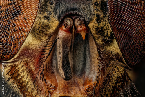 Frontal microscopic study of a blowfly head showcasing symetrical anatomy, central olfactory antennae segments with long feathered arista, ptilinal suture, and geometric compound eyes texture