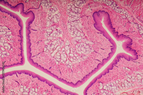 Micrograph of a dog esophagus histology cross-section, showing stratified squamous epithelium, layered mucosa, and esophageal glands stained with Hematoxylin and Eosin
