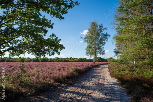 Sandweg durch blühende Besenheide (Calluna vulgaris) mit markanter Birke (Betula pendula). Eichen und Kiefern rahmen die sonnige Heidelandschaft unter blauem Himmel.