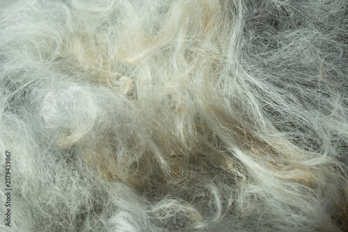 Fotografie Gray and white animal fur creating abstract texture
