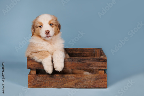 Australian Shepherd puppy with blue eyes in a wooden crate