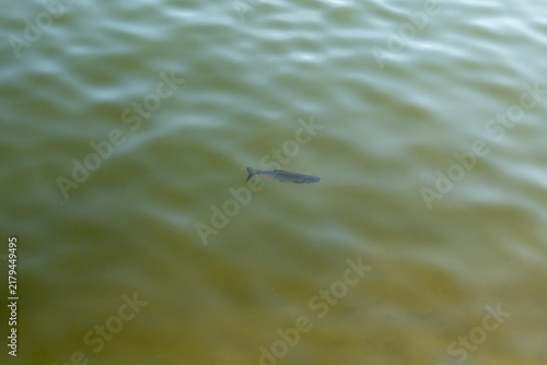 European chub (Squalius cephalus) swimming below the surface of green freshwater, with reddish fins visible through natural ripples and ample copy space.