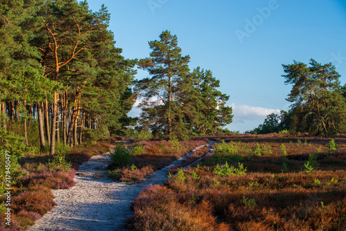 Sandwege führen durch blühende Besenheide (Calluna vulgaris) zwischen markanten Kiefern (Pinus sylvestris). Warmes Sonnenlicht prägt die weitläufige Heidelandschaft.