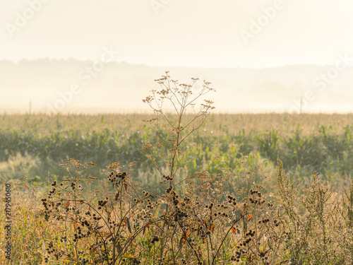Morning sun light over agriculture field with wild burdock plants.