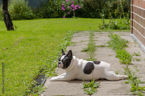 French bulldog lying on stone path in green summer garden