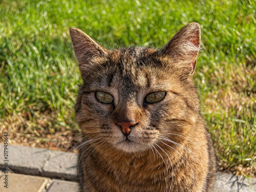 Naklejka Philosopher cat