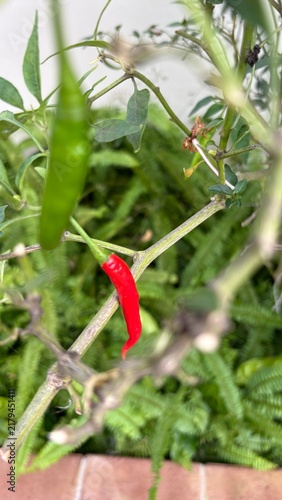 Картината върху платно Close up mini red chili on the tree, big green chili is fore ground